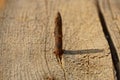 A sharp rusty nail sticks out of the board Royalty Free Stock Photo