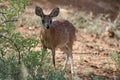 Sharp's Grysbok Royalty Free Stock Photo