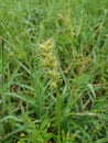 Sharp sandbur grass weed growing in the lawn