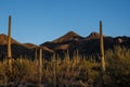 Sharp Shadows Cast Agains The Tucson Mountains At Sunset In Saguaro