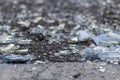 Sharp shards of a broken glass bottle on the ground with sharp blades are dangerous from vandalism and drunk people Royalty Free Stock Photo