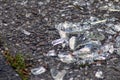 Sharp shards of a broken glass bottle on the ground with sharp blades are dangerous from vandalism and drunk people Royalty Free Stock Photo