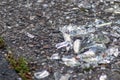 Sharp shards of a broken glass bottle on the ground with sharp blades are dangerous from vandalism and drunk people Royalty Free Stock Photo