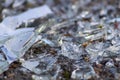 Sharp shards of a broken glass bottle on the ground with sharp blades are dangerous from vandalism and drunk people Royalty Free Stock Photo