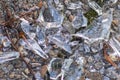 Sharp shards of a broken glass bottle on the ground with sharp blades are dangerous from vandalism and drunk people Royalty Free Stock Photo