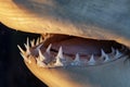 Sharp Shark teeth in the mouth of a shark