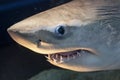 Sharp Shark teeth in the mouth of a shark