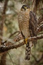 Sharp-shinned Hawk