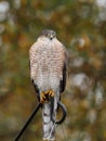 Sharp shinned hawk Royalty Free Stock Photo