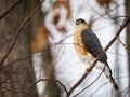 Sharp-shinned hawk bird Royalty Free Stock Photo
