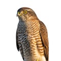 Sharp-Shinned Hawk Portrait on White Background Royalty Free Stock Photo