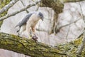 Sharp-shinned Hawk Royalty Free Stock Photo