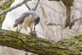 Sharp-shinned Hawk