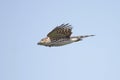 Sharp-shinned Hawk In Flight