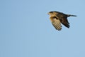 Sharp-Shinned Hawk Flying in a Blue Sky Royalty Free Stock Photo