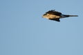 Sharp-Shinned Hawk Flying in a Blue Sky Royalty Free Stock Photo