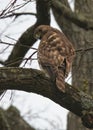 A Sharp Shinned Hawk gazes down from its perch Royalty Free Stock Photo