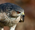 Sharp-shinned hawk hunting portrait close-up