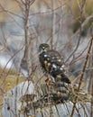 Sharp-shinned hawk bird raptor wildlife feeding