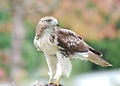 An immature Cooper's hawk pauses in its feeding Royalty Free Stock Photo