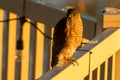 Sharp-shinned hawk perched on a back yard deck in the sunset light Royalty Free Stock Photo