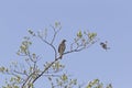 A sharp-shinned hawk Accipiter striatus perched in a tree on a branch being attacked by a northern mockingbird.