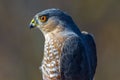 Sharp-shinned hawk portrait taken during Fall bird migrations at Hawk Ridge Bird Observatory in Duluth, Minnesota Royalty Free Stock Photo