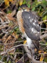 Sharp-shinned Hawk Royalty Free Stock Photo