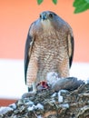 Sharp-shinned hawk (Accipiter striatus) with a pigeon prey Royalty Free Stock Photo