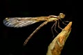Sharp sideview images of brown damselfly