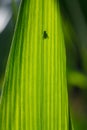 Sharp silhouette of fly sitting on translucent green corn leaf with veiny structure and lines during summer sunny day Royalty Free Stock Photo