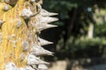 Sharp skewers on the trunk of a Ceiba tree Royalty Free Stock Photo