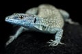 Sharp-snouted rock lizard Dalmatolacerta oxycephala Royalty Free Stock Photo