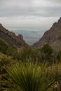 Sharp Sotol Plant Overlooking The Window In Big Bend Royalty Free Stock Photo