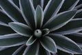 Agave leaves. Royalty Free Stock Photo