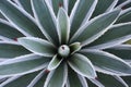Agave leaves. Royalty Free Stock Photo