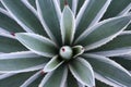 Agave leaves. Royalty Free Stock Photo