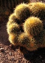 Cactus catches the morning sunlight at the Desert Botanical Garden, Phoenix, Arizona Royalty Free Stock Photo