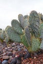 Thorny pads of Nopal or Opuntia cacti