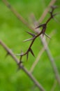 Sharp spines thorns on blurred green background