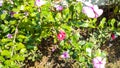 Sharp Sunlight And Pink Flower Plant.