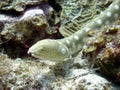 Sharp tailed eel