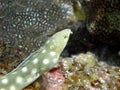 Sharp tailed eel