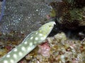 Sharp tailed eel