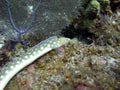 Sharp tailed eel Royalty Free Stock Photo
