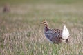 Sharp-tailed grouse Royalty Free Stock Photo