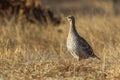 Sharp-Tailed Grouse Royalty Free Stock Photo