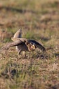 Sharp-tailed Grouse  700453 Royalty Free Stock Photo