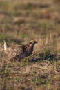 Sharp-tailed Grouse  700454 Royalty Free Stock Photo