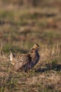 Sharp-tailed Grouse  700455 Royalty Free Stock Photo